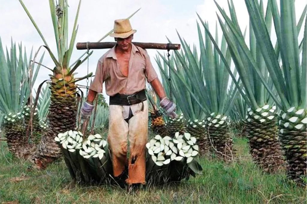 Soga de Henequen.com - Proceso 2